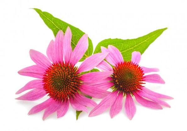 Clean Forte bevat Echinacea purpurea-extract