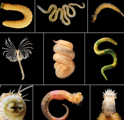 Soorten helminths