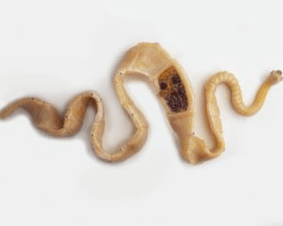 Lintworm met varkensvlees