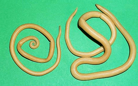 Toksokara